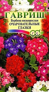 вербена